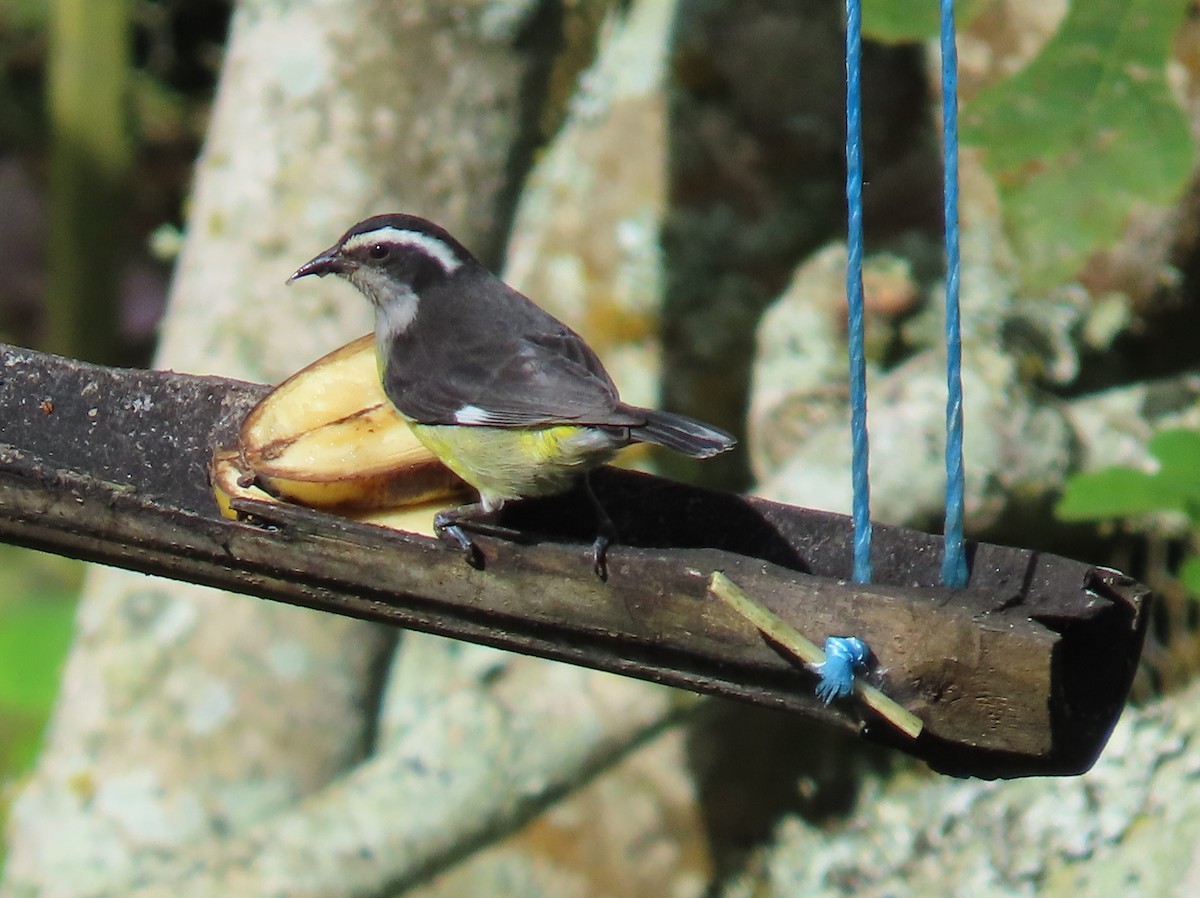 Цереба - ML646450783