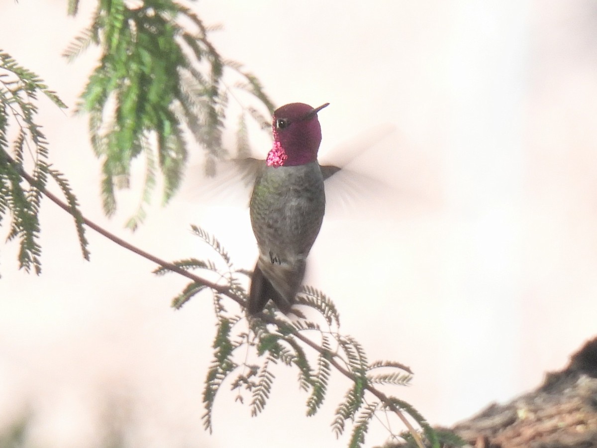 アンナハチドリ - ML646450784