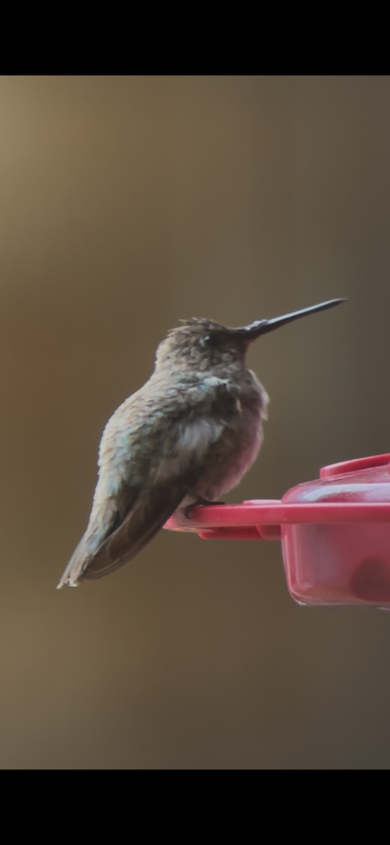 Black-chinned Hummingbird - ML646450787