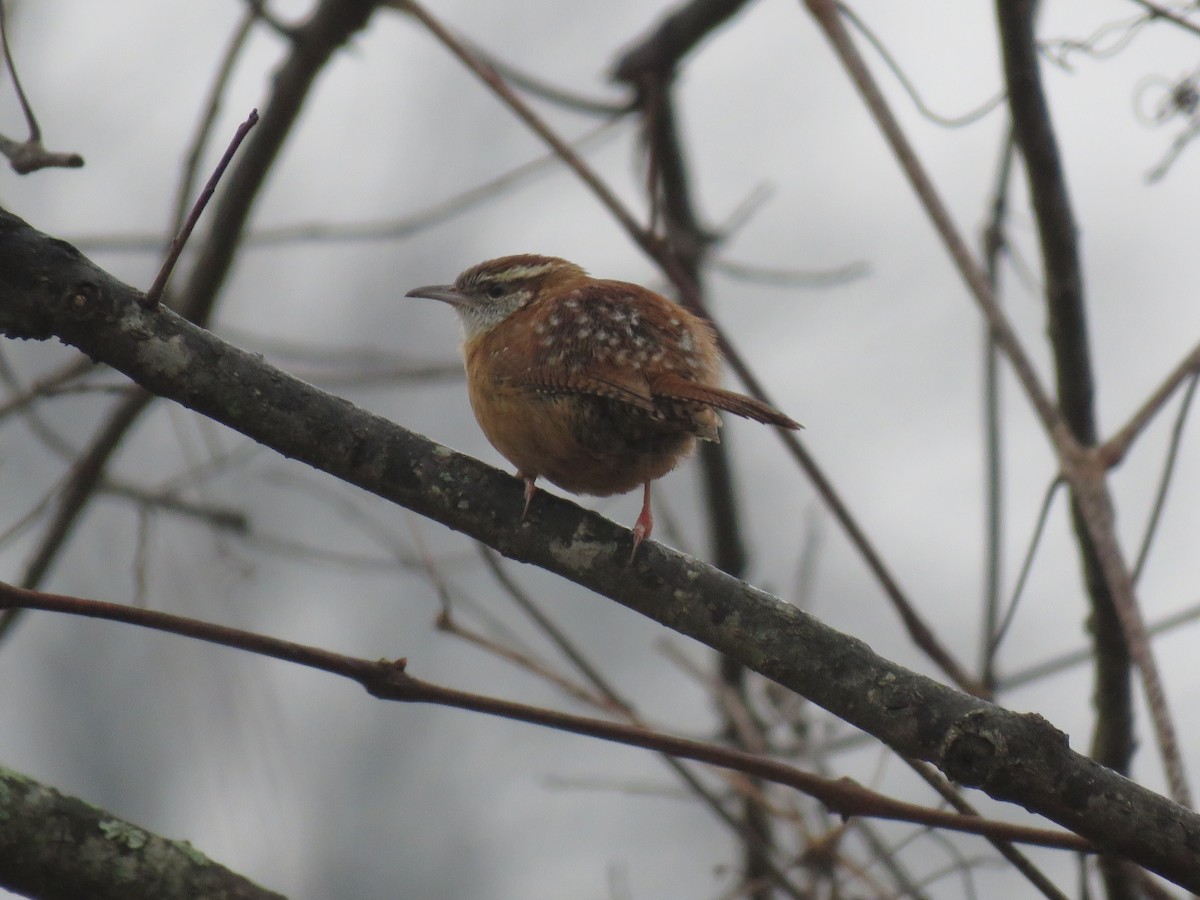 チャバラマユミソサザイ - ML646450788