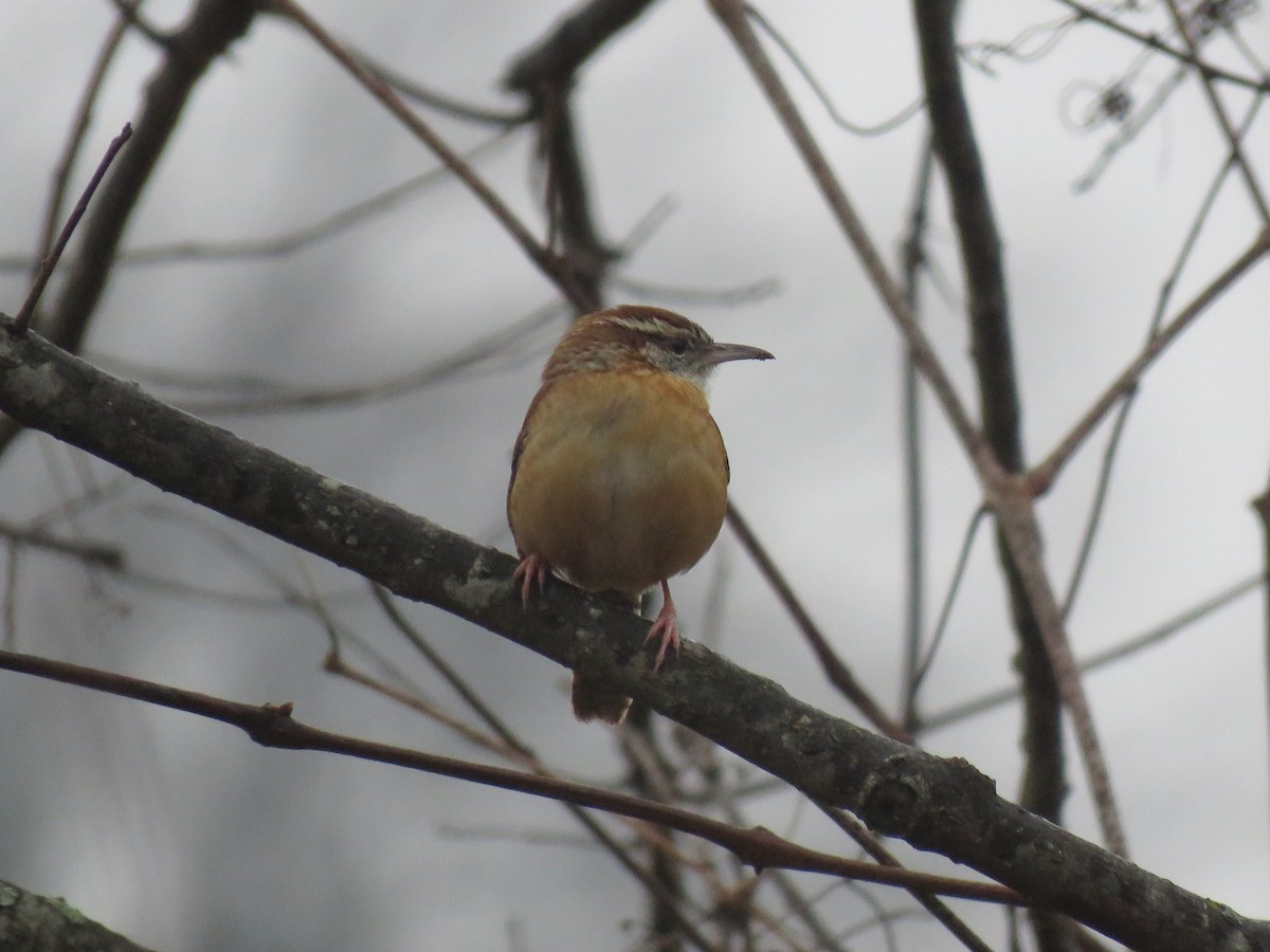 チャバラマユミソサザイ - ML646450789