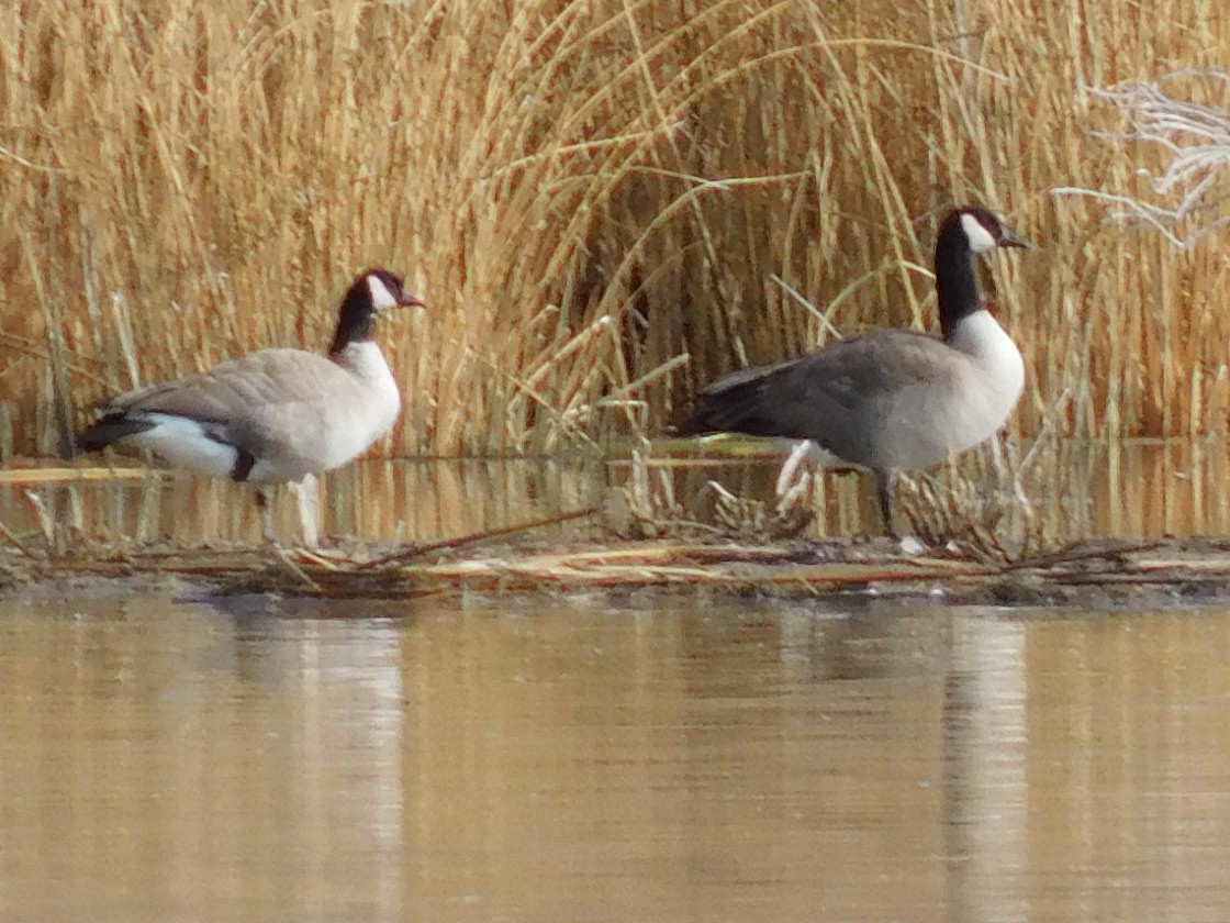 Oca canadese minore/maggiore - ML646450794