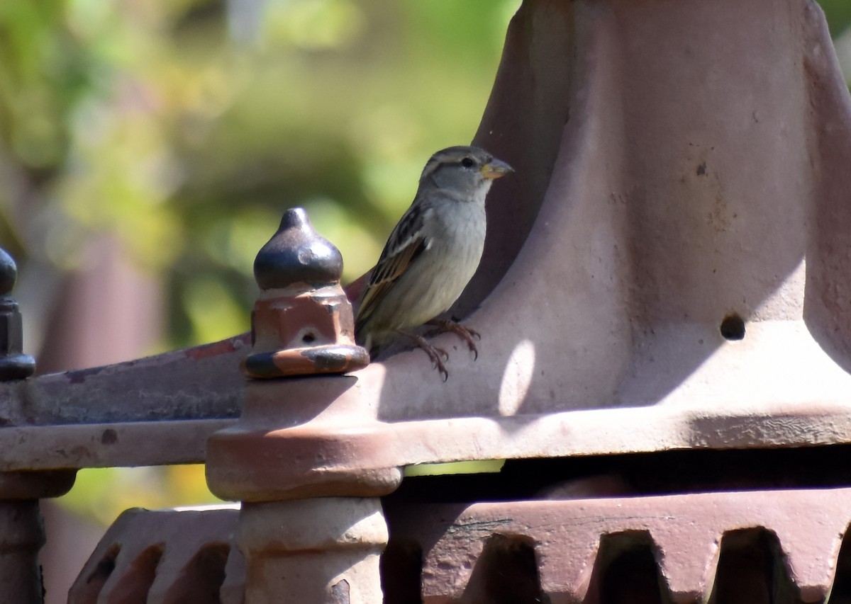 House Sparrow - ML646450795