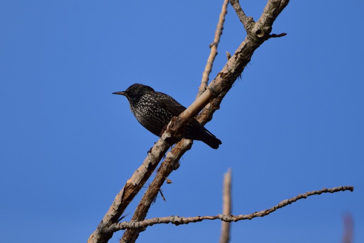 Шпак звичайний - ML646450796