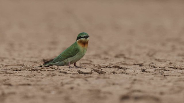 Yeşil Arıkuşu - ML646450799