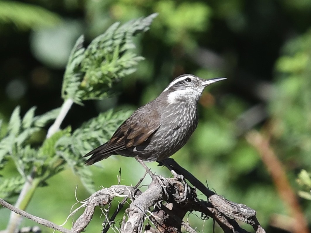 Remolinera Araucana - ML646450800