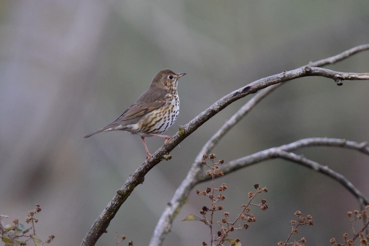 Song Thrush - ML646450804