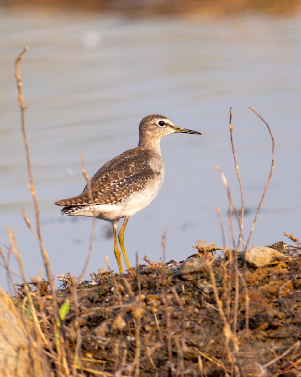 vodouš bahenní - ML646450805