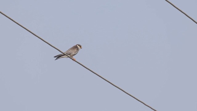 Amur Doğanı - ML646450806