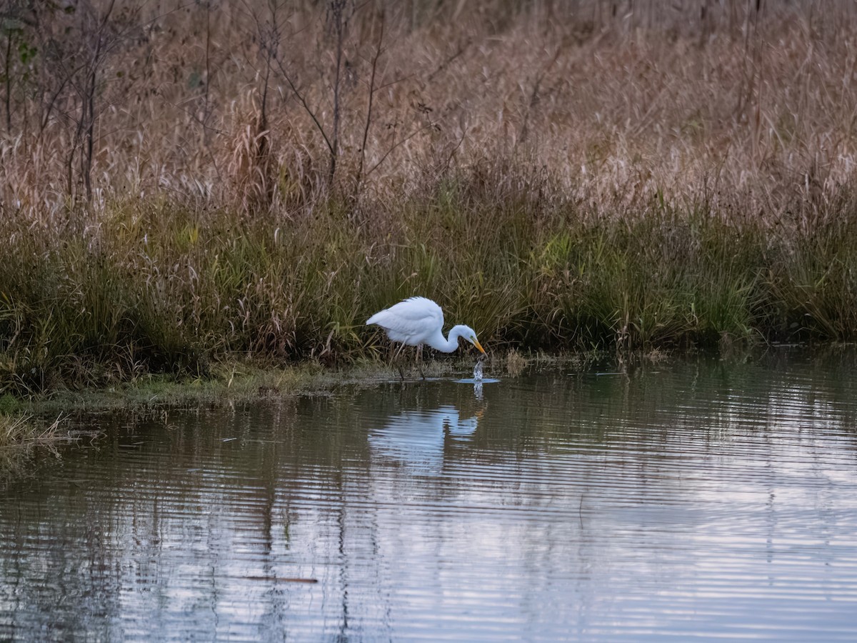 Great Egret - ML646450807