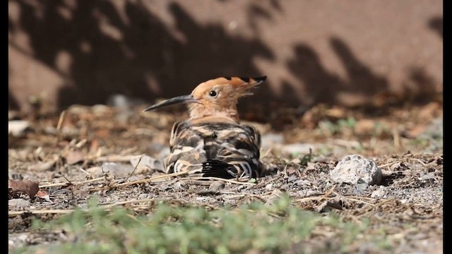 İbibik - ML646450808