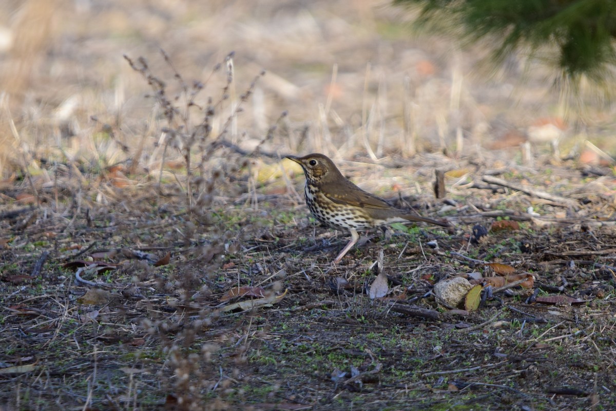 Song Thrush - ML646450809