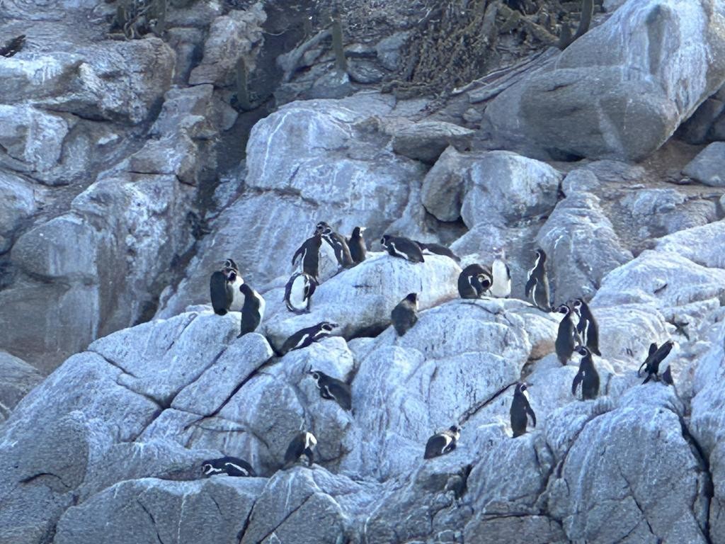 Humboldt Penguin - ML646450810