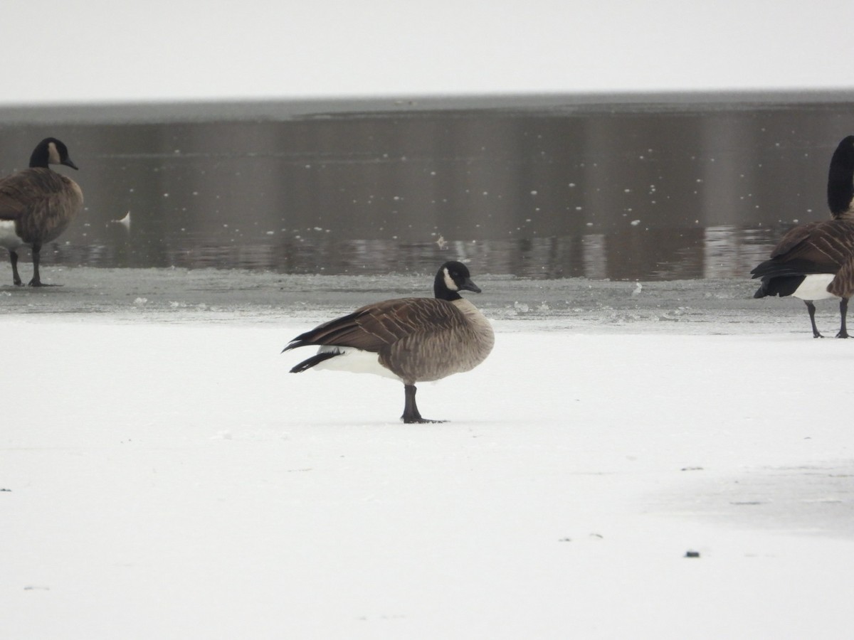 カナダガン - ML646450811