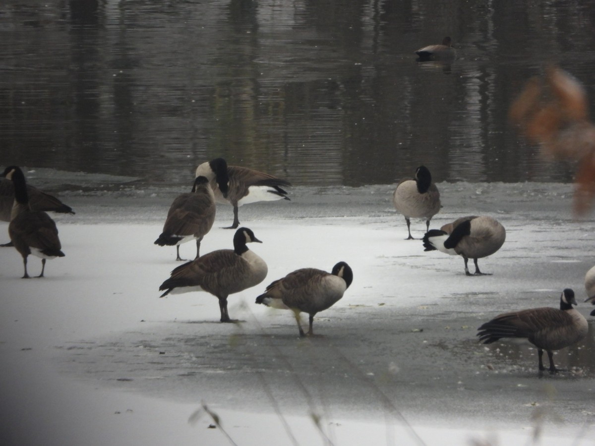 カナダガン - ML646450812