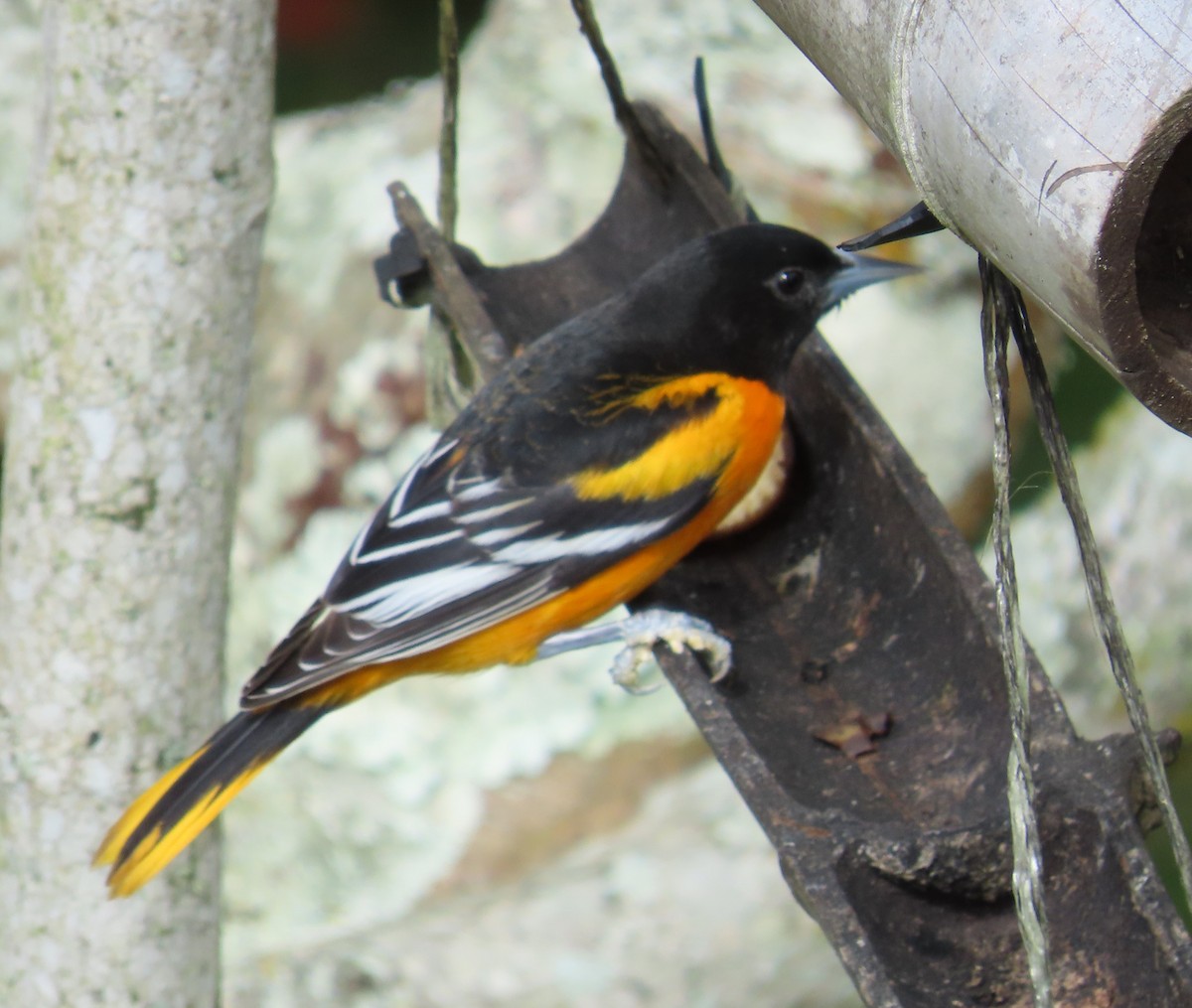 ボルチモアムクドリモドキ - ML646450813