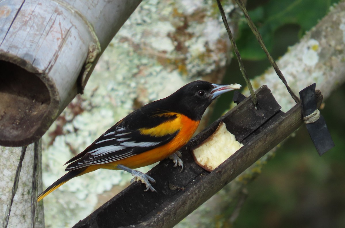 ボルチモアムクドリモドキ - ML646450814