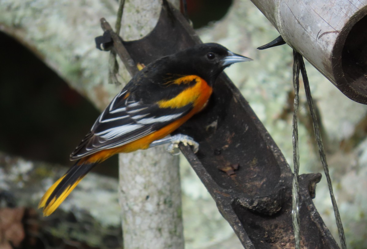 ボルチモアムクドリモドキ - ML646450815