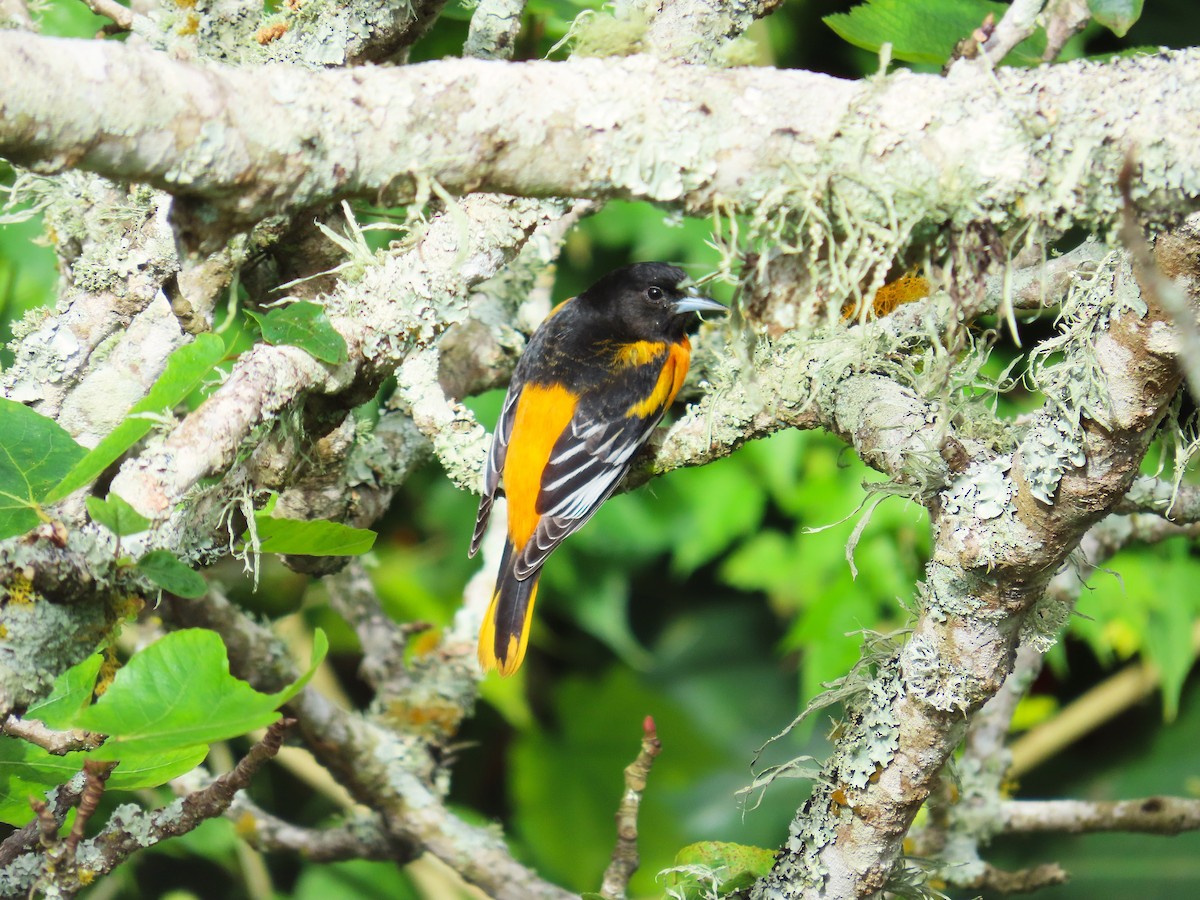 ボルチモアムクドリモドキ - ML646450816