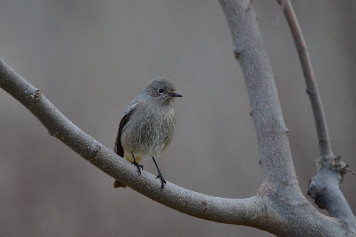 Black Redstart - ML646450817
