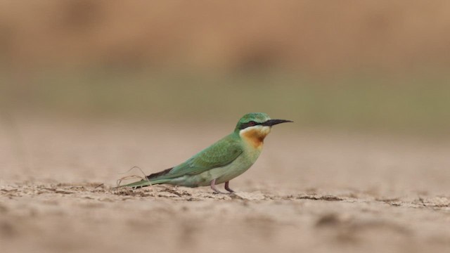 Yeşil Arıkuşu - ML646450818