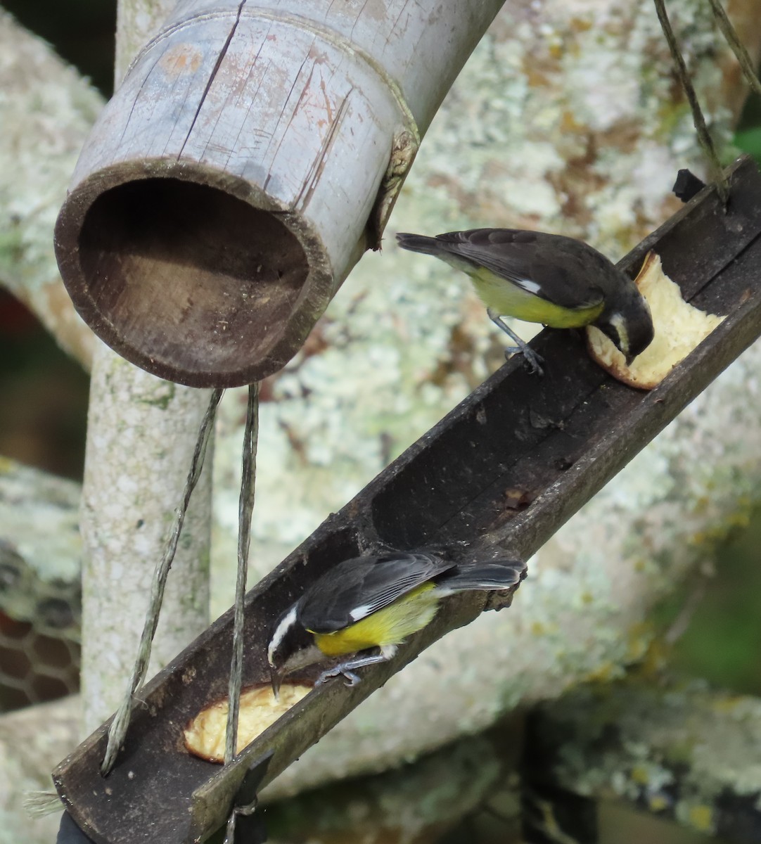 Bananaquit - ML646450820