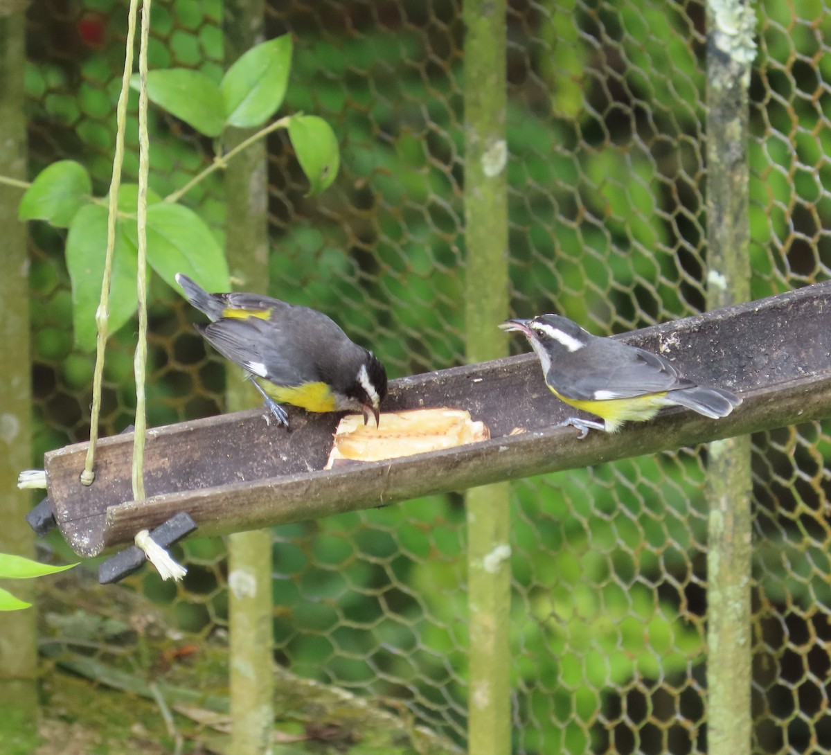 Bananaquit - ML646450822