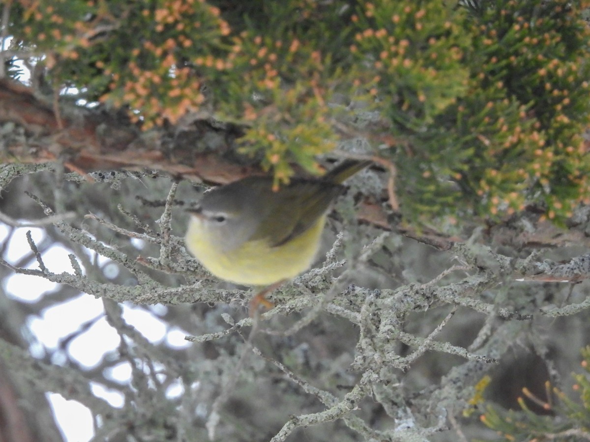 Orange-crowned Warbler - ML646450823