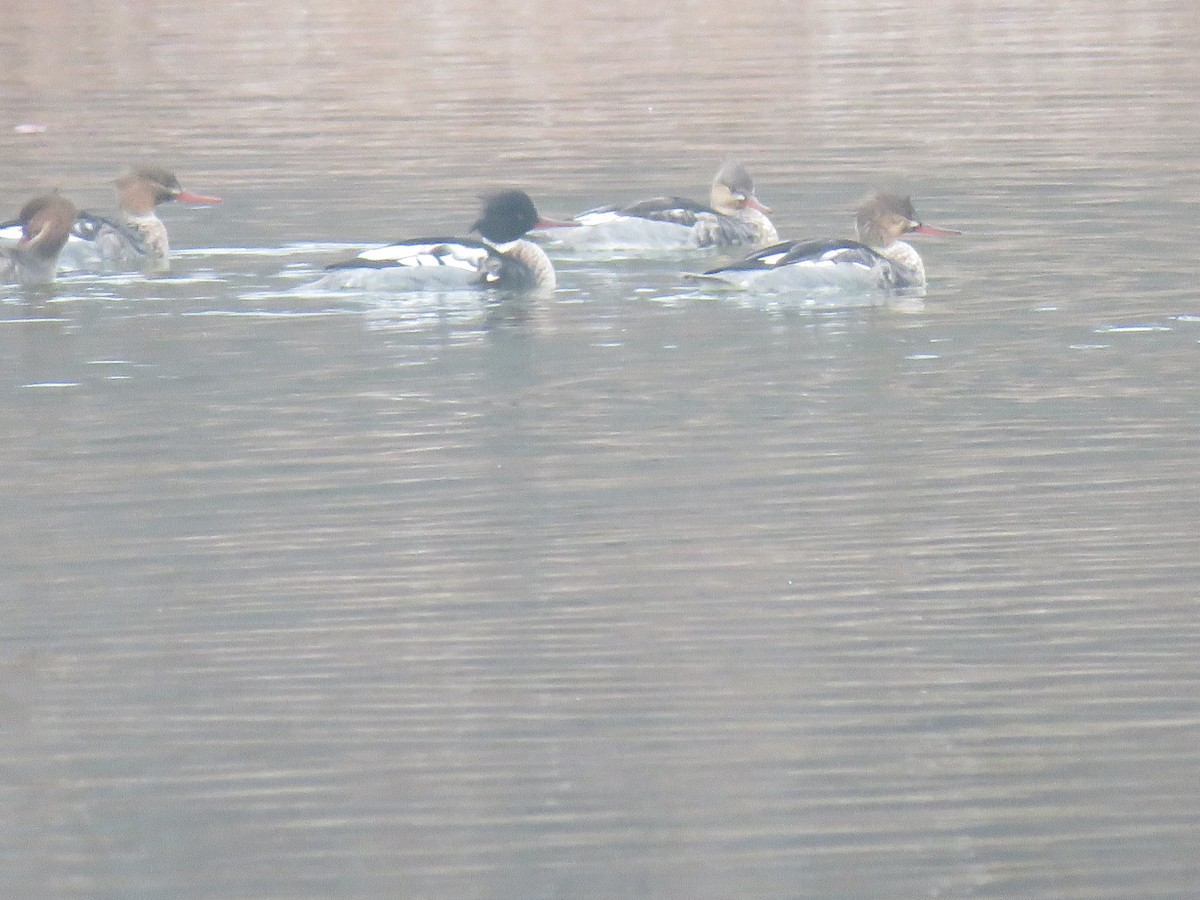 Red-breasted Merganser - ML646450824