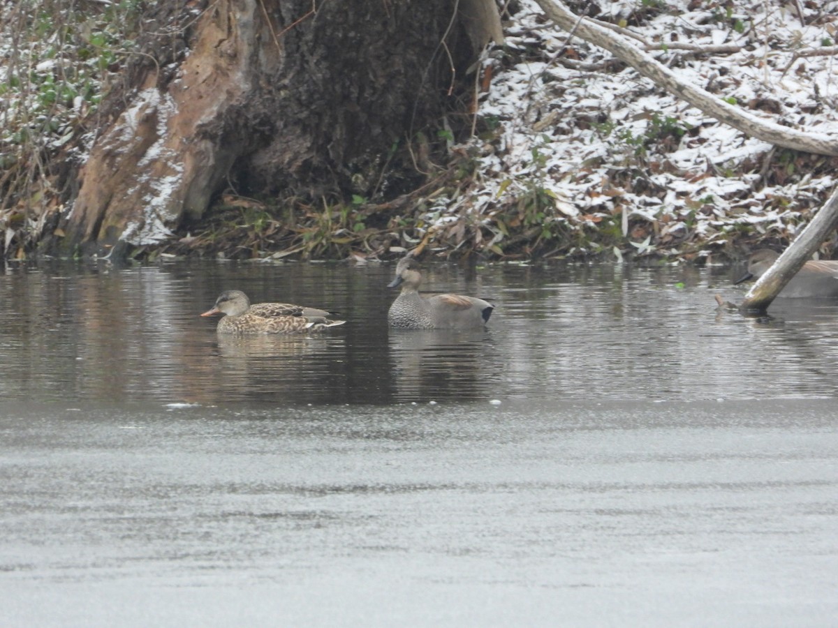 kopřivka obecná - ML646450831