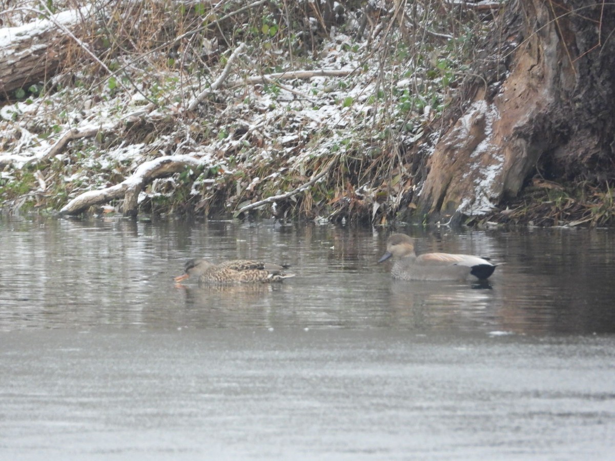 kopřivka obecná - ML646450832