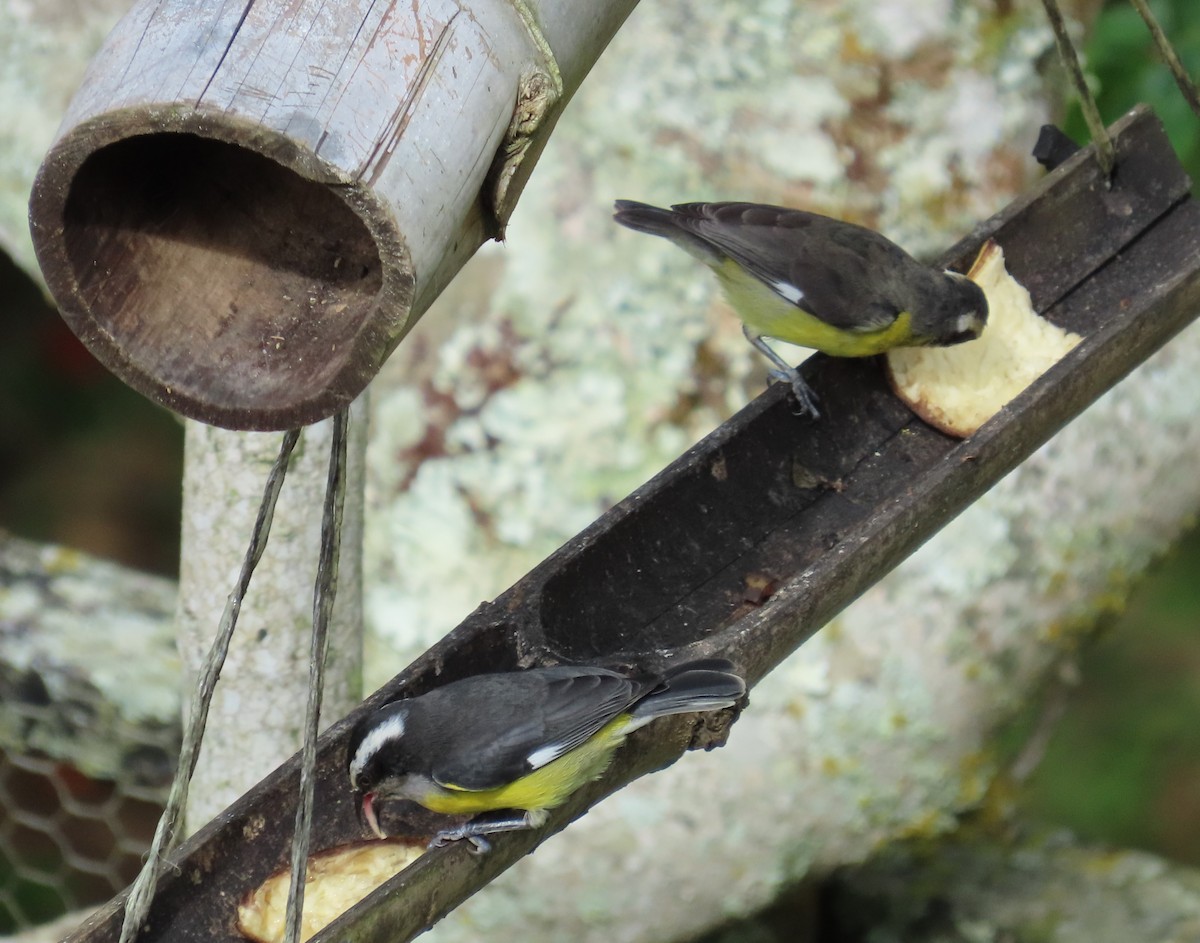 Bananaquit - ML646450836