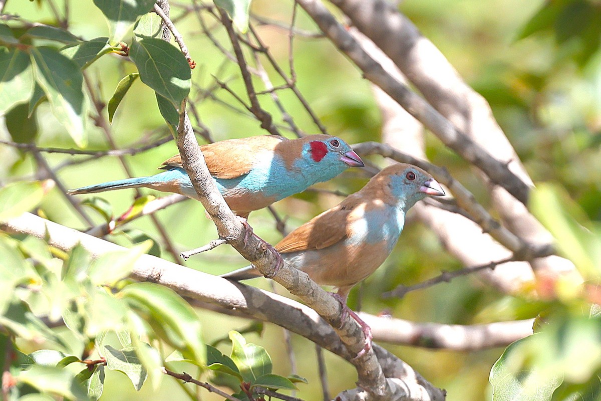 motýlek rudouchý - ML646450837