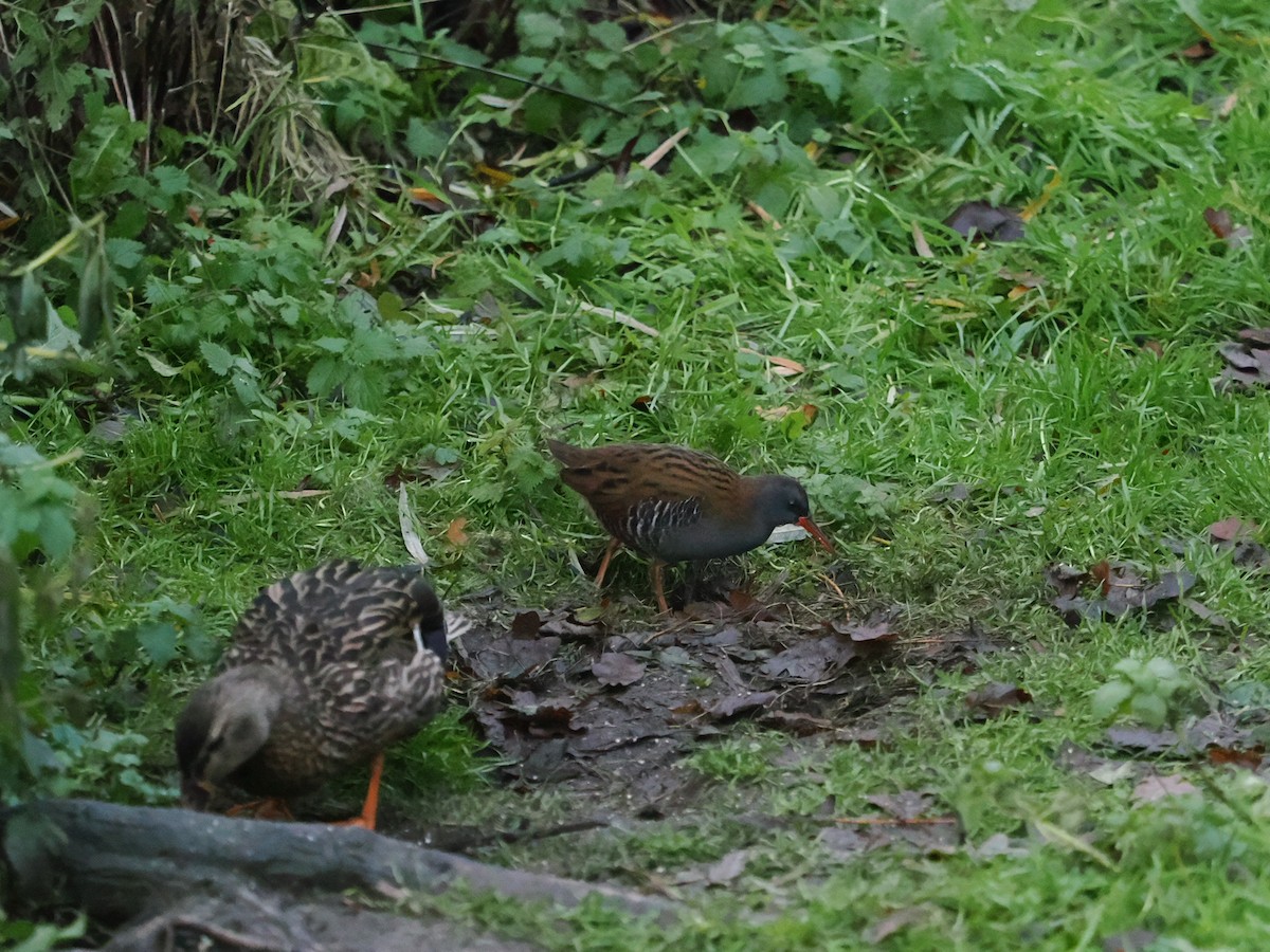 Water Rail - ML646450838