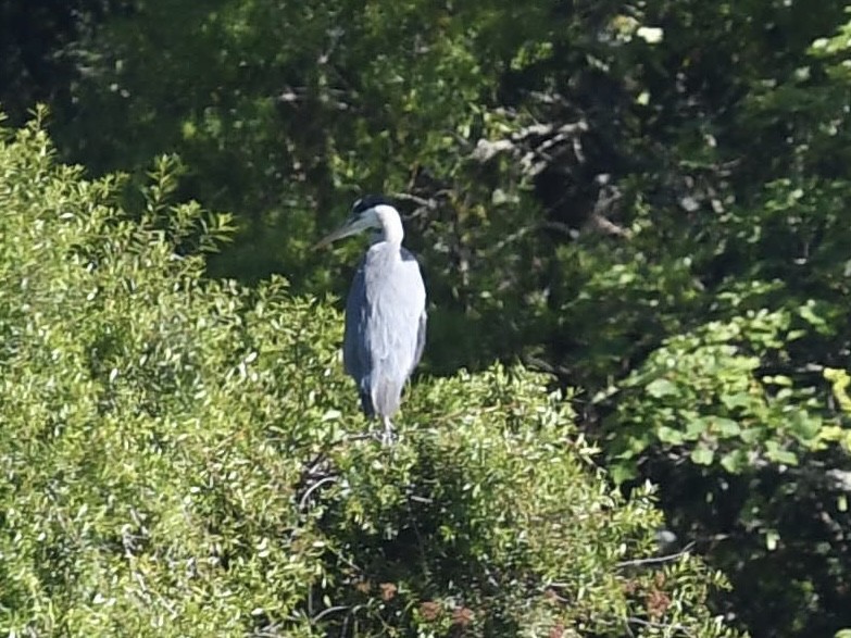 Garza Cuca - ML646450842