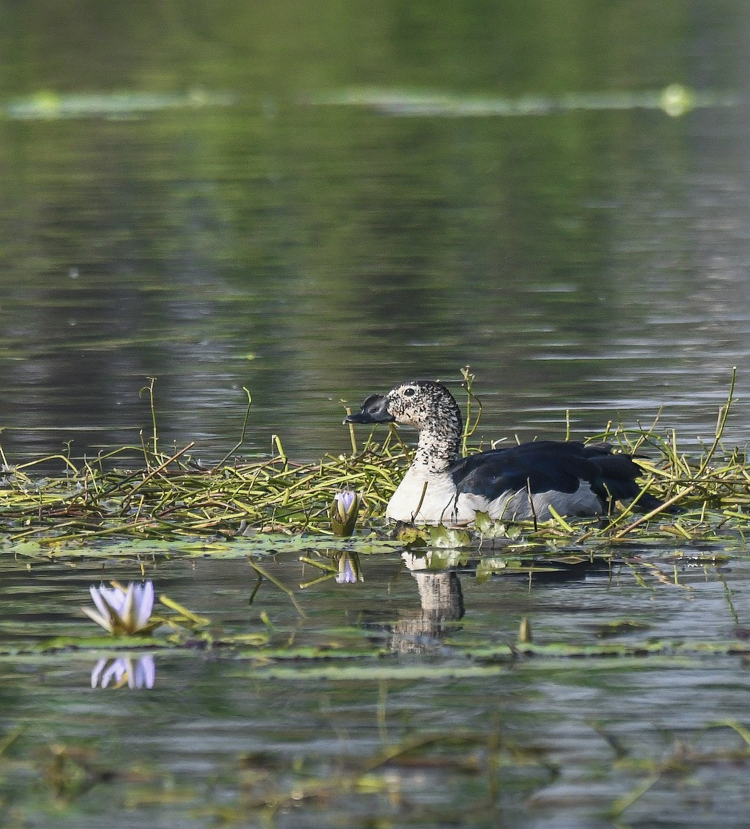 Knob-billed Duck - ML646450845