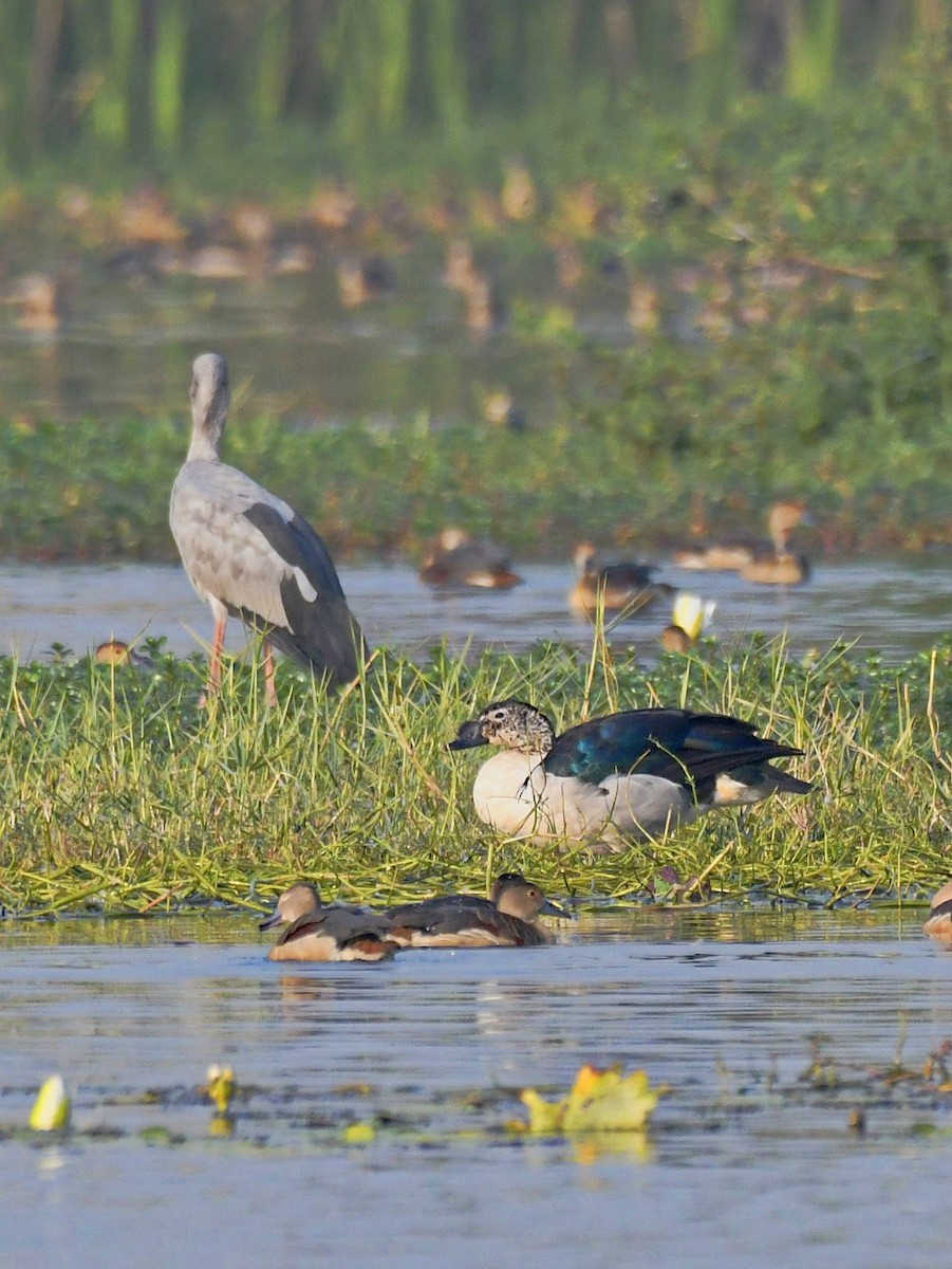 Knob-billed Duck - ML646450846