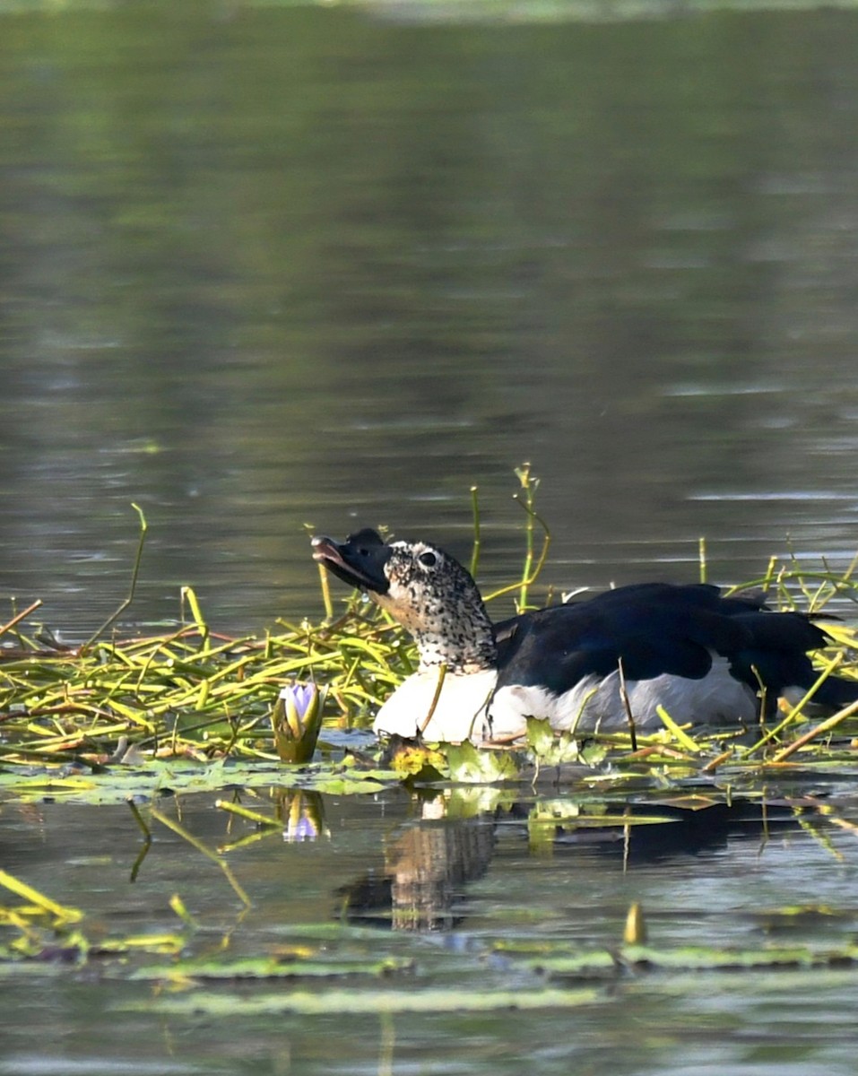 Knob-billed Duck - ML646450847