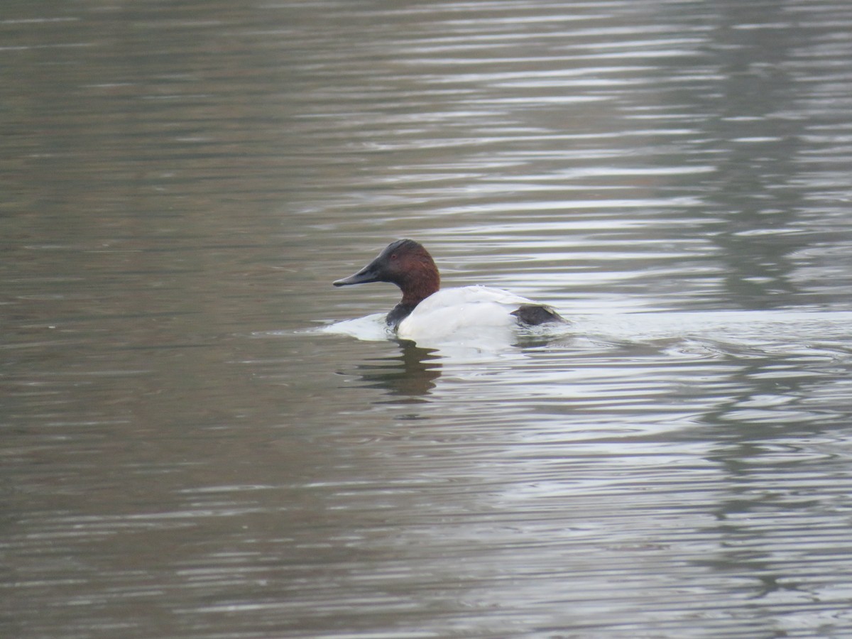 Canvasback - ML646450848