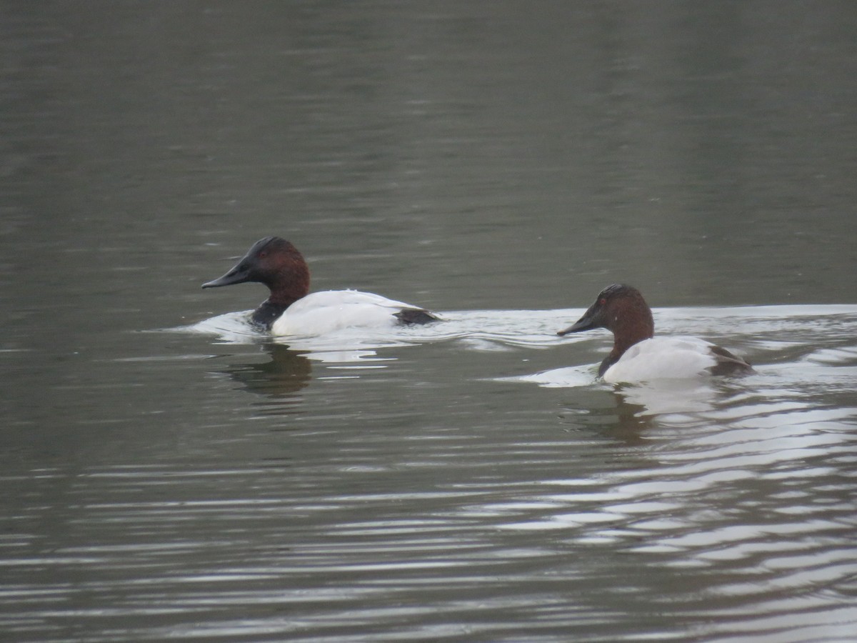 Canvasback - ML646450849