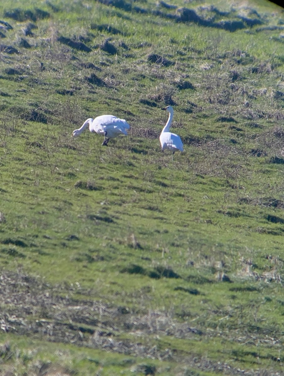 Tundra Swan - ML646450852
