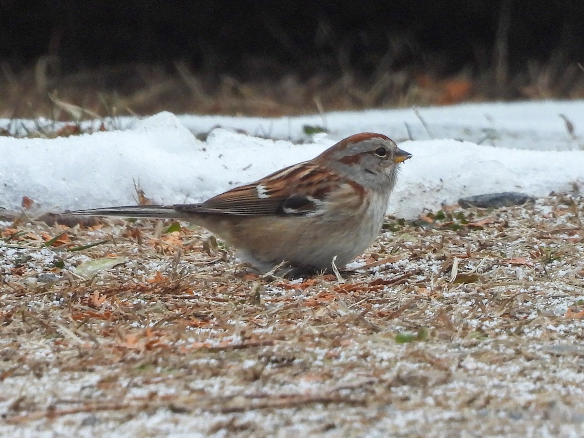 Пасовник північний - ML646450853