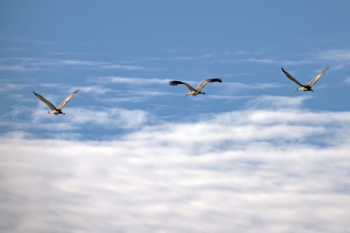 Sandhill Crane - ML646450857