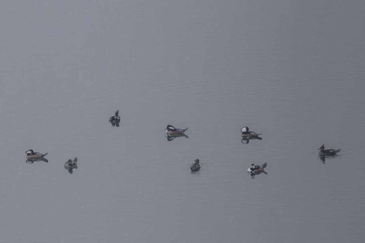 Hooded Merganser - ML646450858