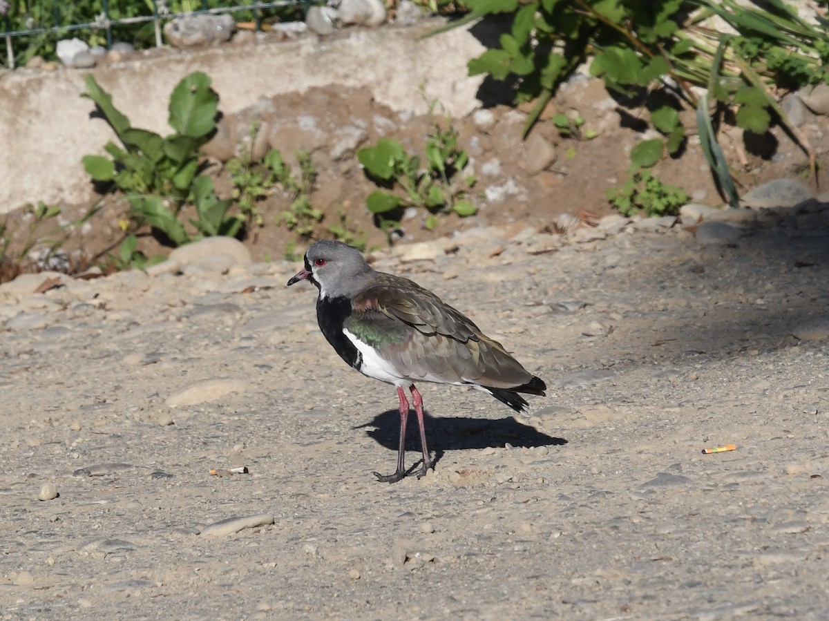 Avefría Tero - ML646450859