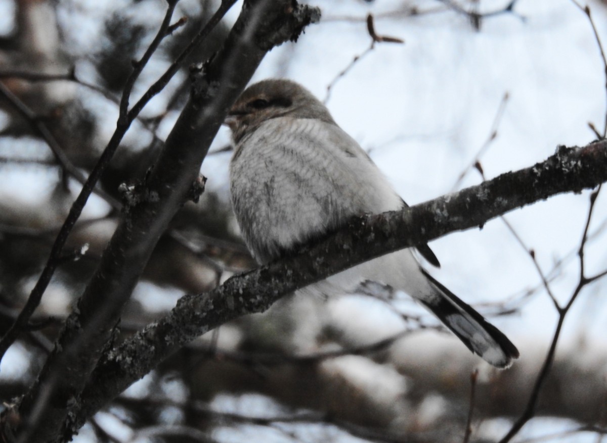 Northern Shrike - ML646450863