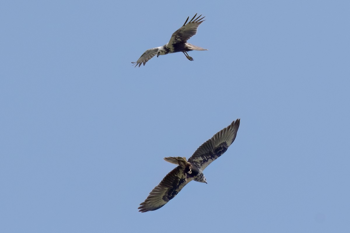 Eastern Marsh Harrier - ML646450864