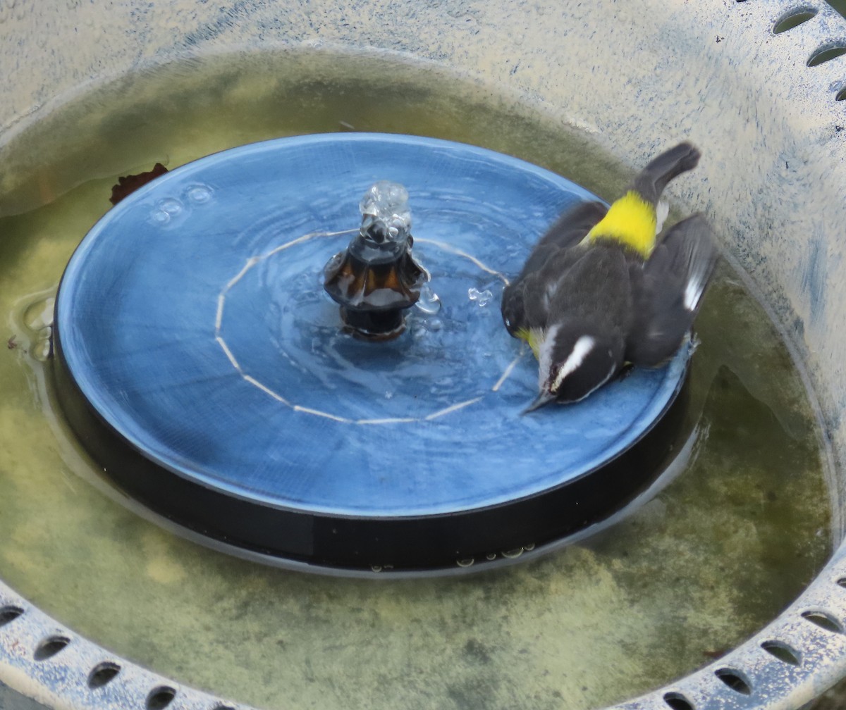 Bananaquit - ML646450867