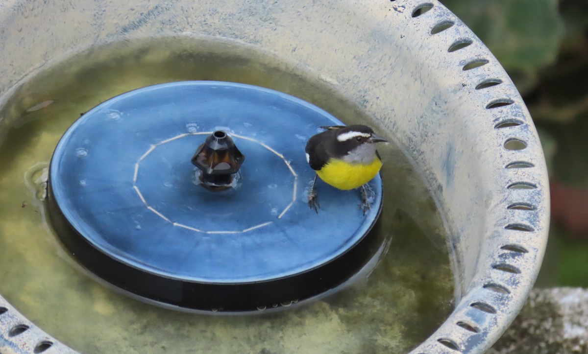 Bananaquit - ML646450868