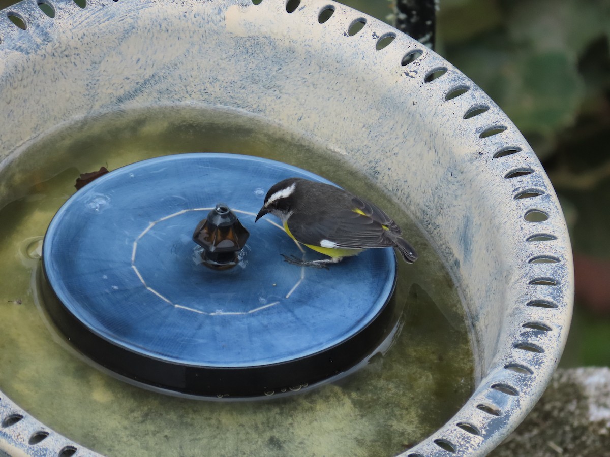 Bananaquit - ML646450869